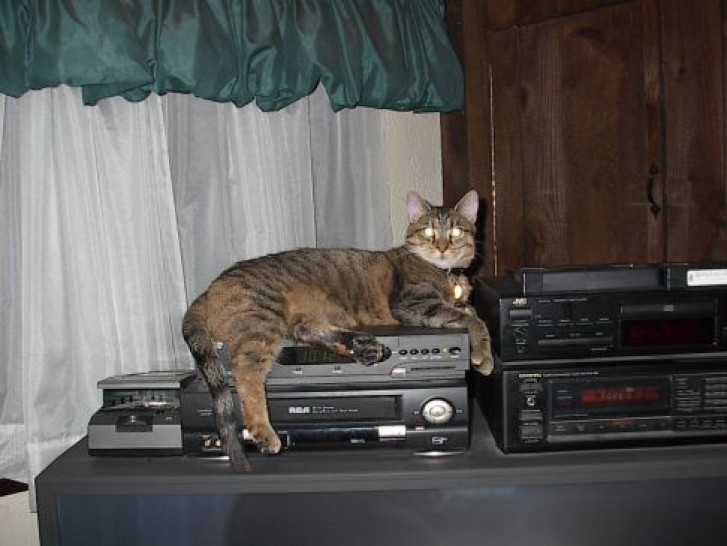 Picture of a cat / kitten / feline