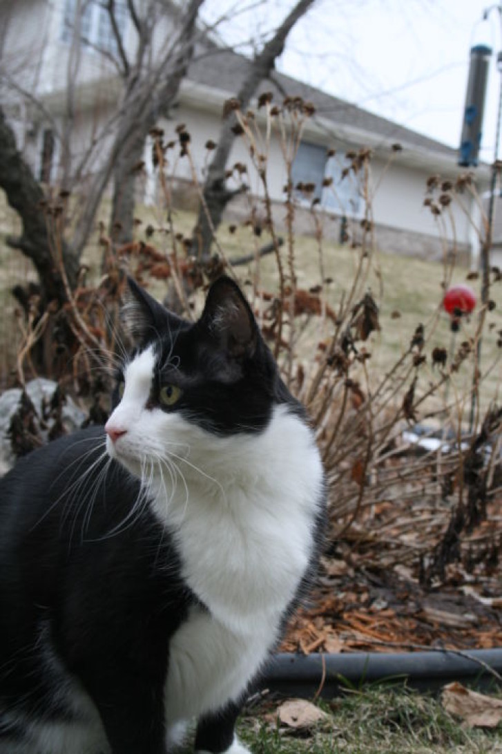 Picture of a cat / kitten / feline