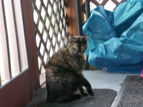 Picture of a cat / kitten / feline