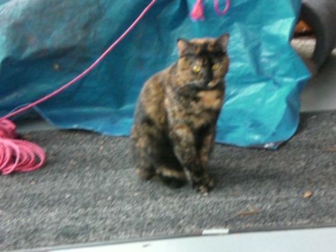 Picture of a cat / kitten / feline