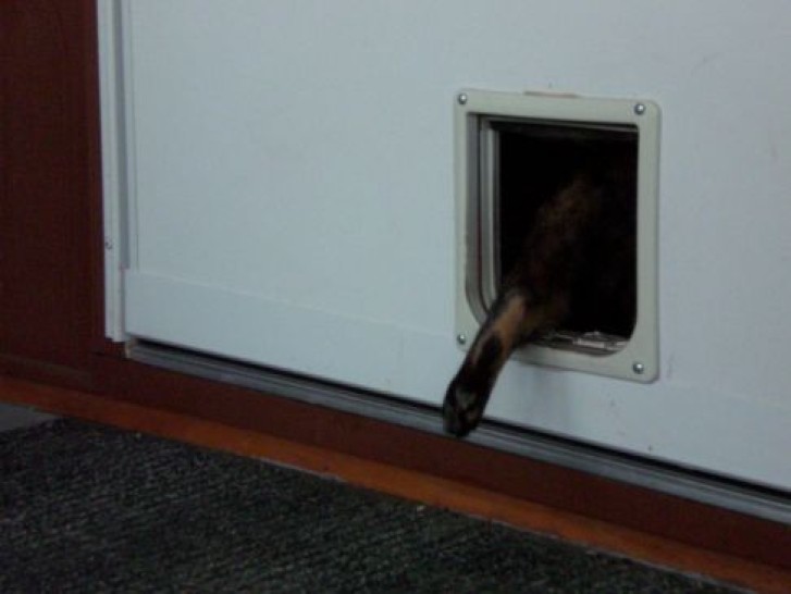 Picture of a cat / kitten / feline