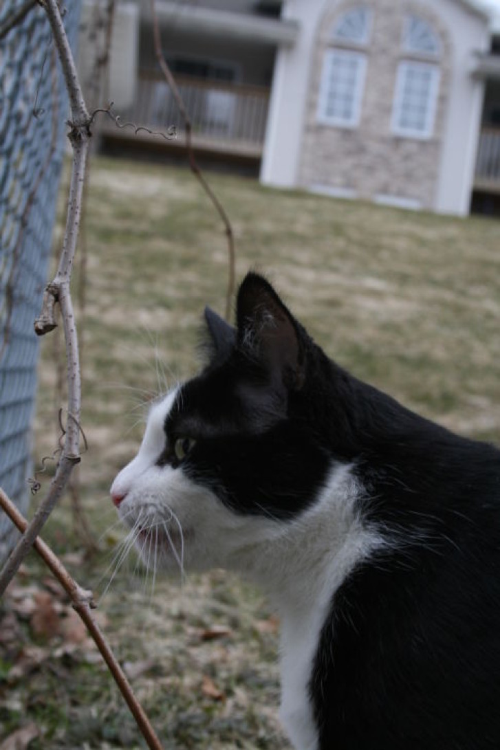 Picture of a cat / kitten / feline