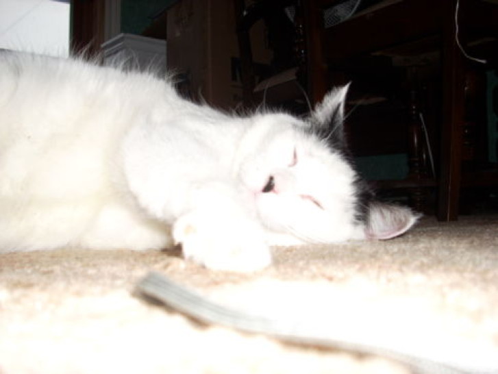 Picture of a cat / kitten / feline