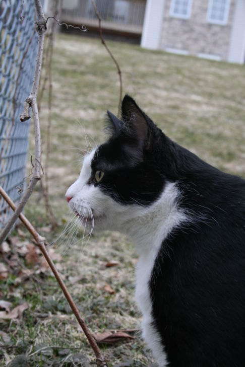 Picture of a cat / kitten / feline