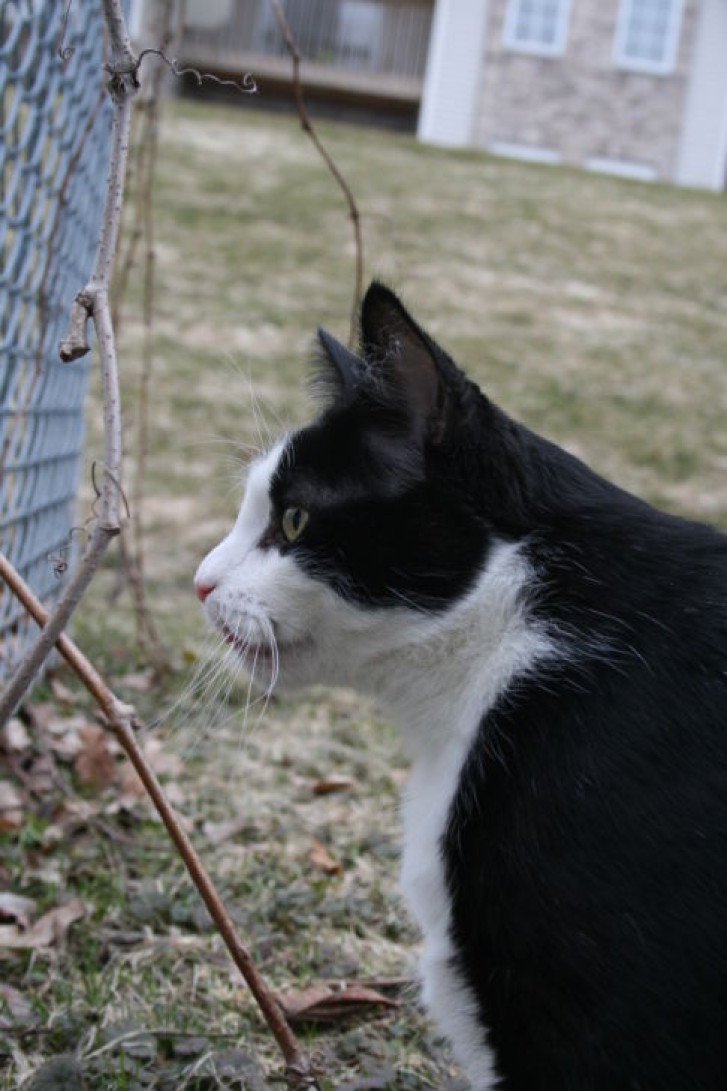 Picture of a cat / kitten / feline