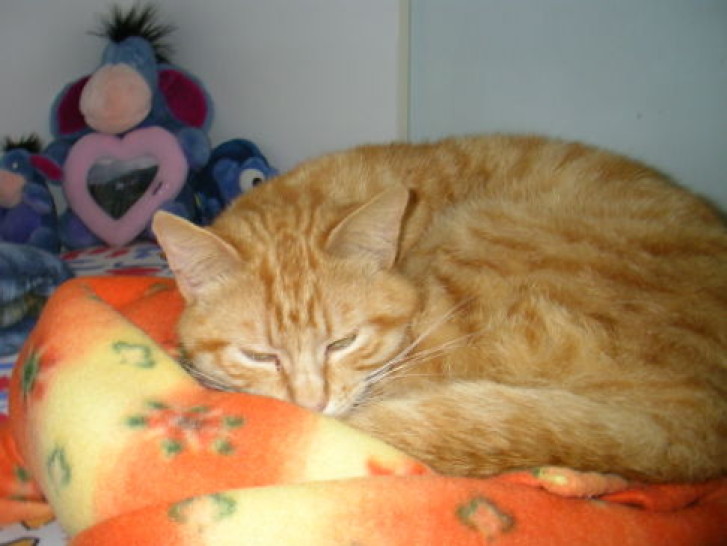 Picture of a cat / kitten / feline