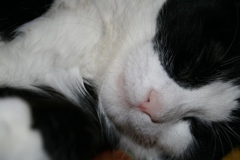 Picture of a cat / kitten / feline