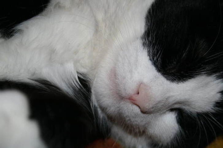 Picture of a cat / kitten / feline