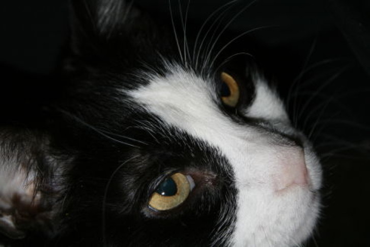 Picture of a cat / kitten / feline