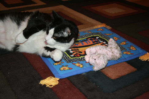 Picture of a cat / kitten / feline