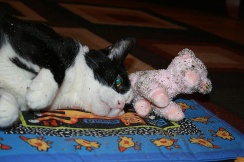 Picture of a cat / kitten / feline