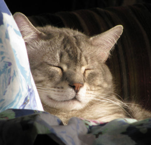 Picture of a cat / kitten / feline