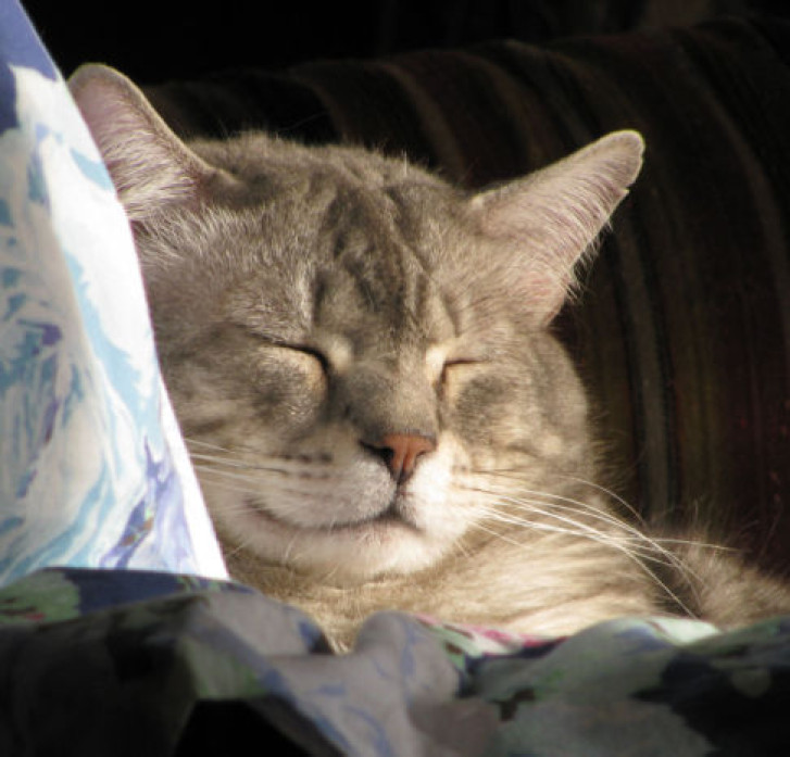 Picture of a cat / kitten / feline