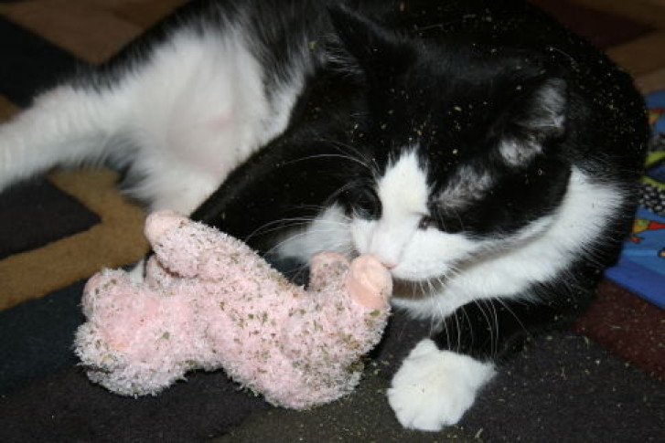 Picture of a cat / kitten / feline