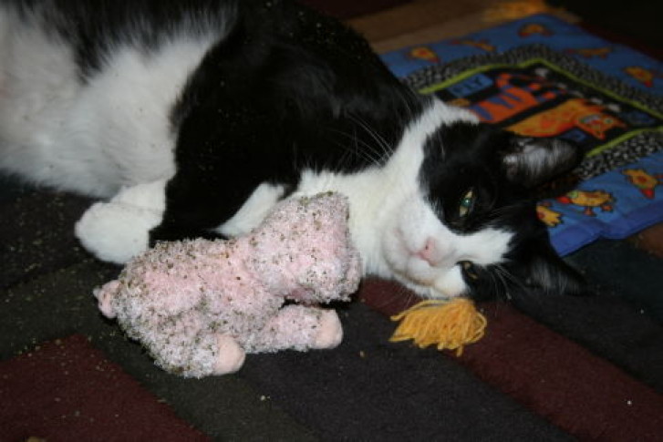 Picture of a cat / kitten / feline