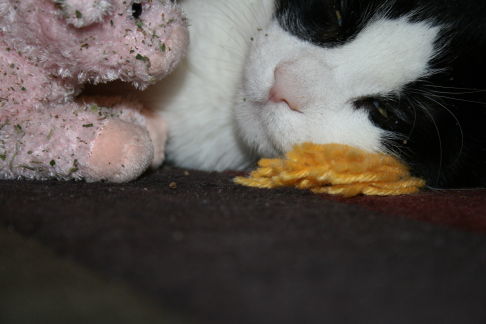 Picture of a cat / kitten / feline