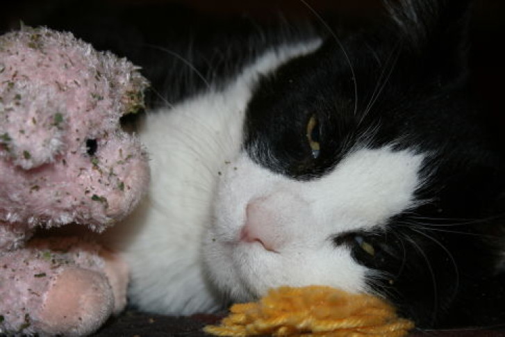 Picture of a cat / kitten / feline