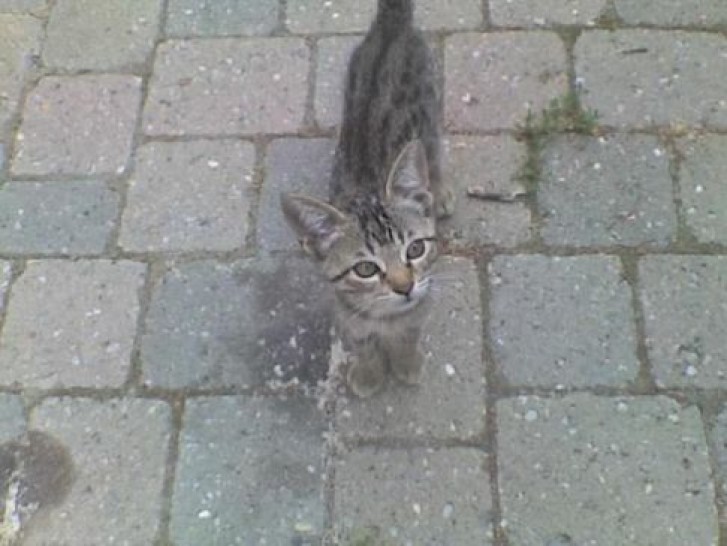 Picture of a cat / kitten / feline