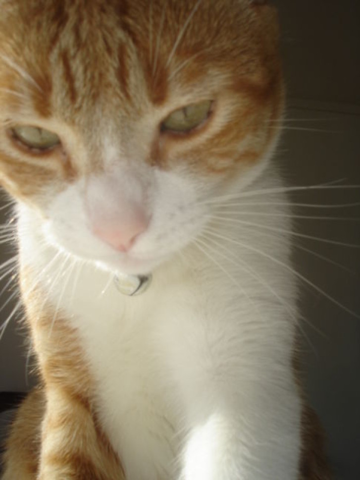 Picture of a cat / kitten / feline