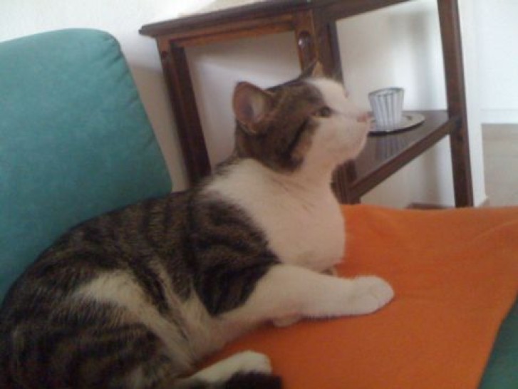 Picture of a cat / kitten / feline