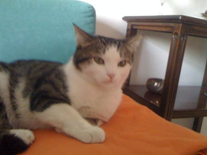 Picture of a cat / kitten / feline