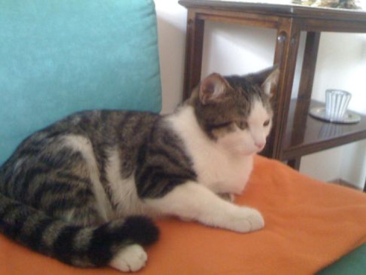 Picture of a cat / kitten / feline