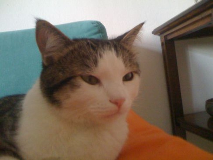 Picture of a cat / kitten / feline