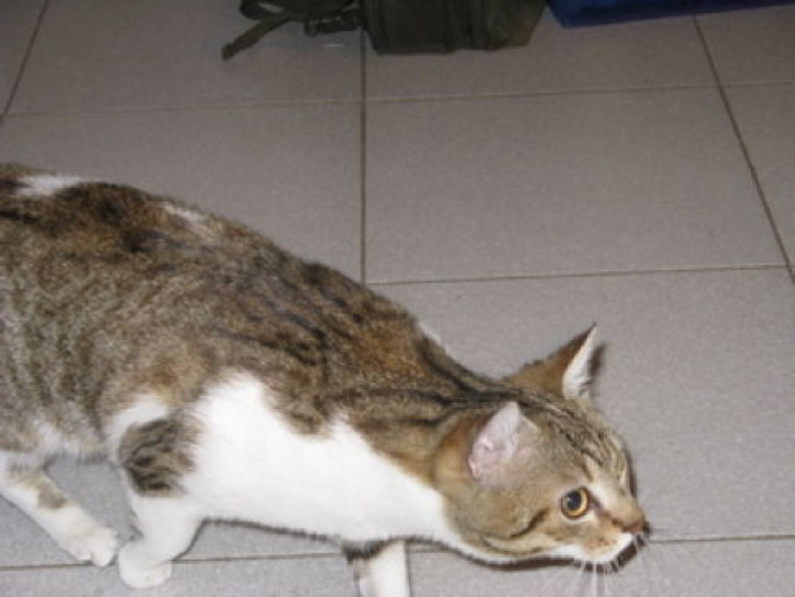 Picture of a cat / kitten / feline