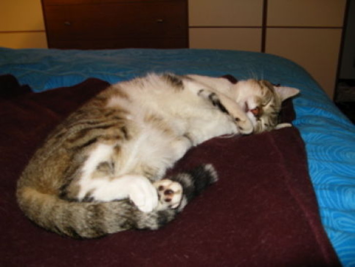 Picture of a cat / kitten / feline