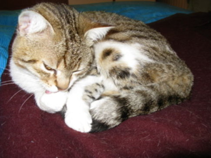 Picture of a cat / kitten / feline