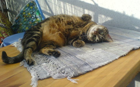 Picture of a cat / kitten / feline