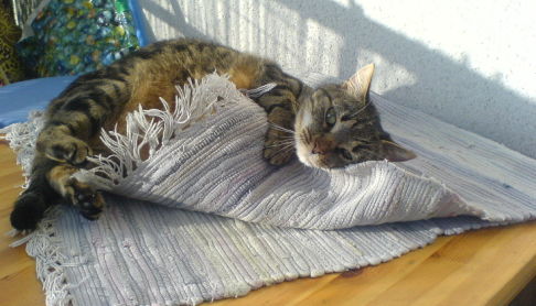 Picture of a cat / kitten / feline