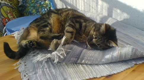 Picture of a cat / kitten / feline