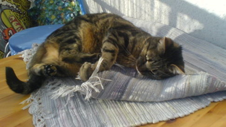 Picture of a cat / kitten / feline