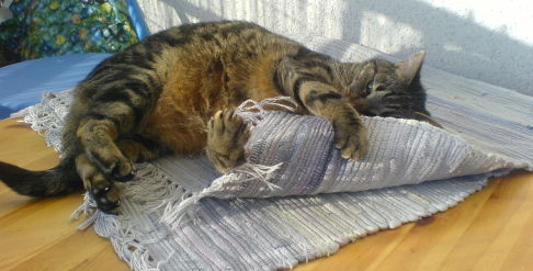 Picture of a cat / kitten / feline