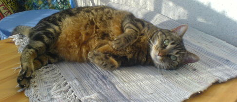 Picture of a cat / kitten / feline