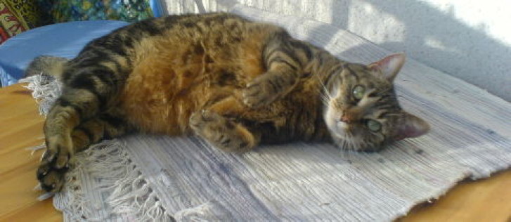 Picture of a cat / kitten / feline