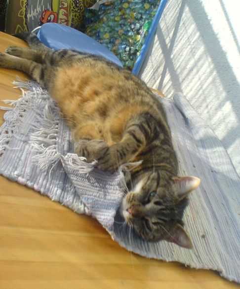 Picture of a cat / kitten / feline