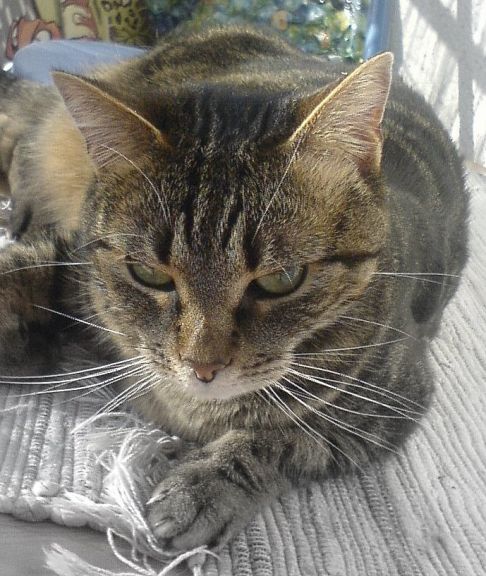 Picture of a cat / kitten / feline