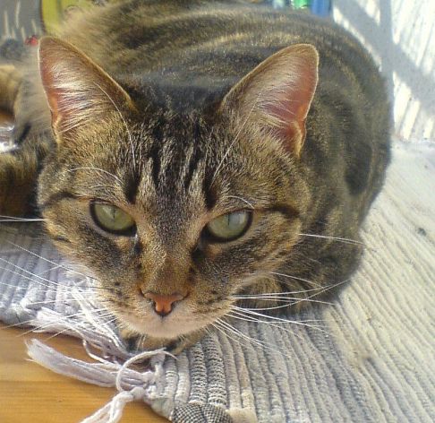 Picture of a cat / kitten / feline