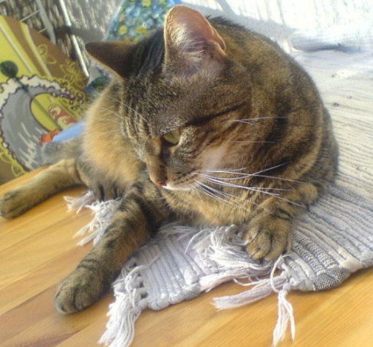 Picture of a cat / kitten / feline