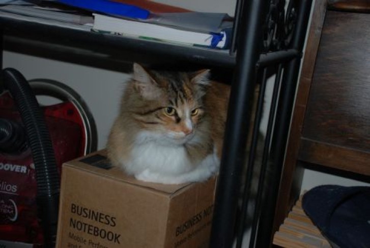 Picture of a cat / kitten / feline