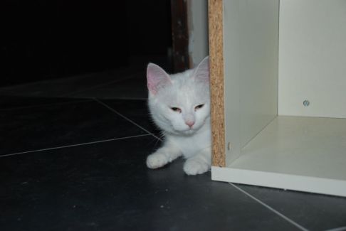 Picture of a cat / kitten / feline