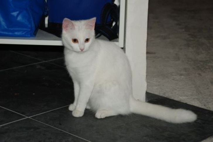 Picture of a cat / kitten / feline