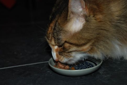 Picture of a cat / kitten / feline