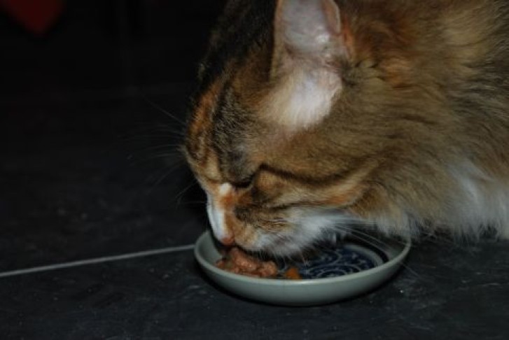 Picture of a cat / kitten / feline