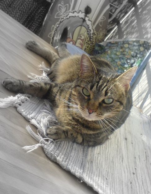 Picture of a cat / kitten / feline