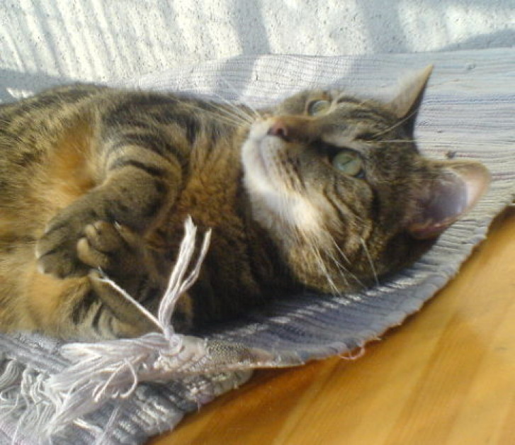 Picture of a cat / kitten / feline