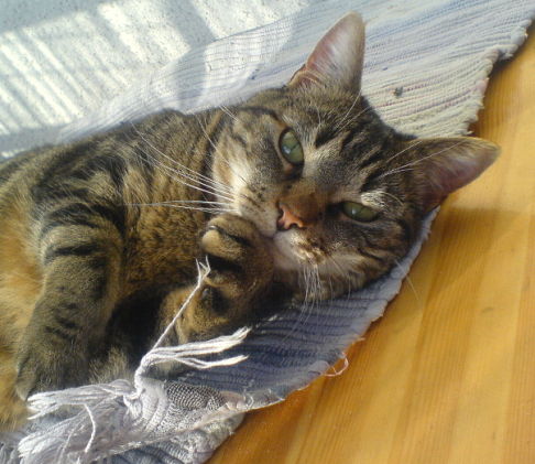 Picture of a cat / kitten / feline