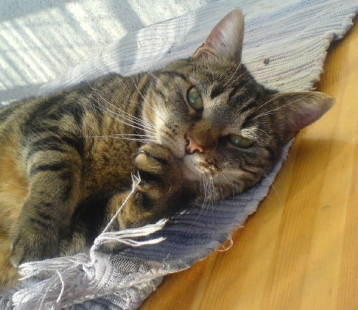 Picture of a cat / kitten / feline